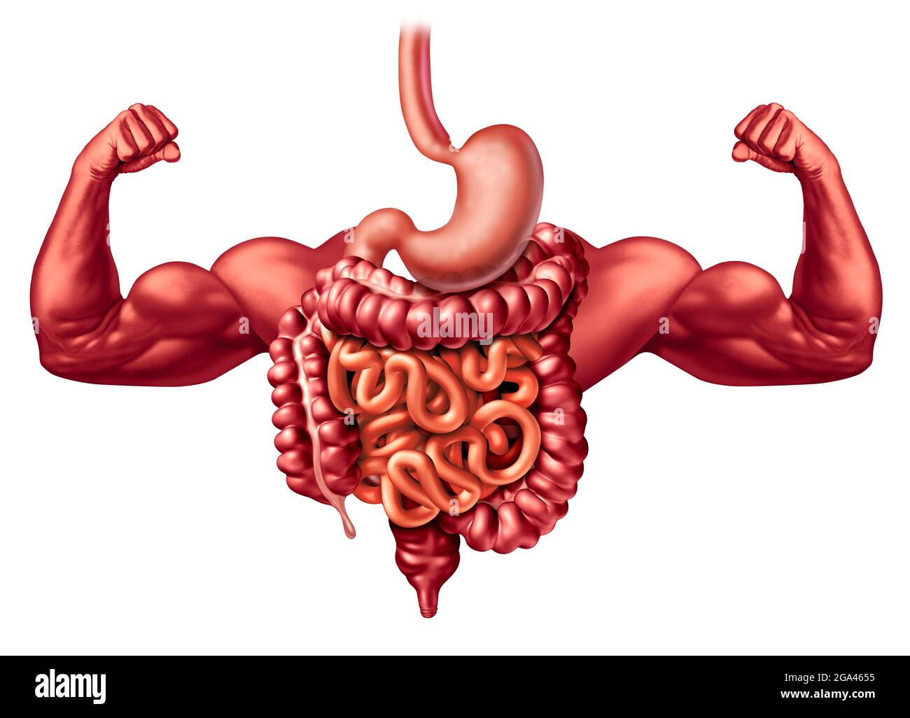 Il sistema digestivo sano funziona come un forte concetto di anatomia di digestione che include uno stomaco e un intestino crasso e piccoli intestini. Foto Stock