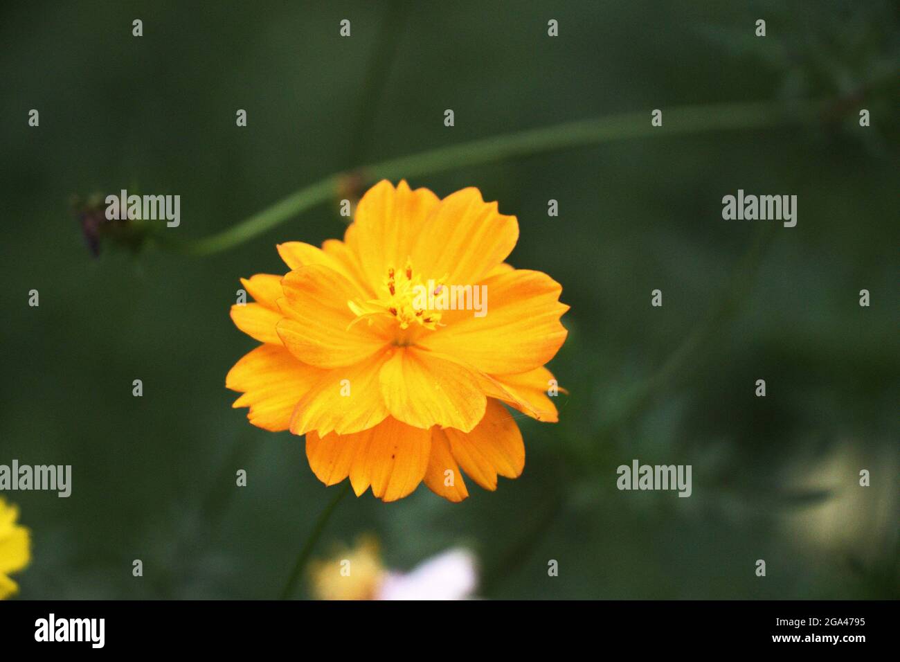 Polline tropicale asiatico giallo fiore impollinato Foto Stock