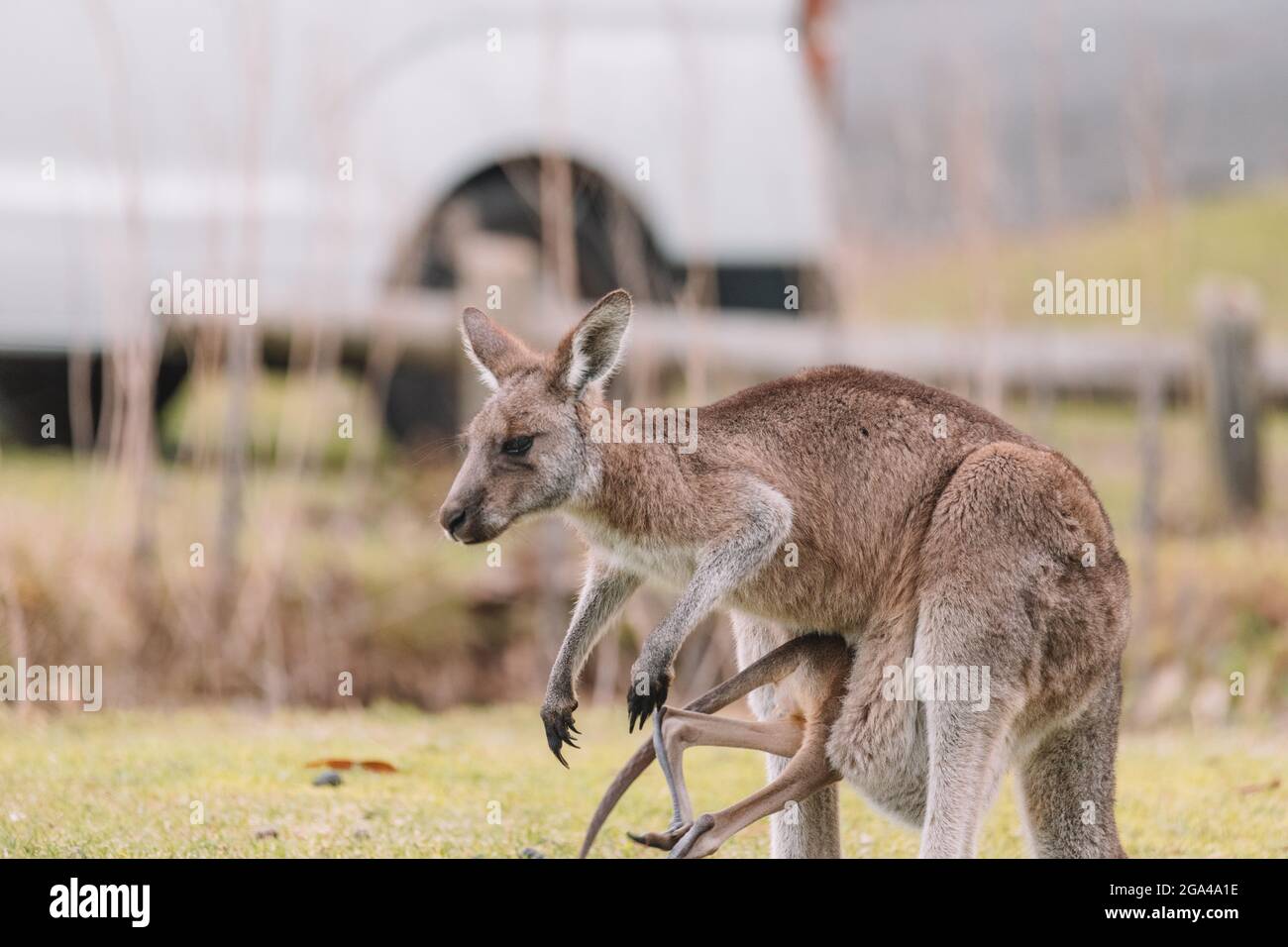 Madre Kangaroo con la sua Joey Foto Stock