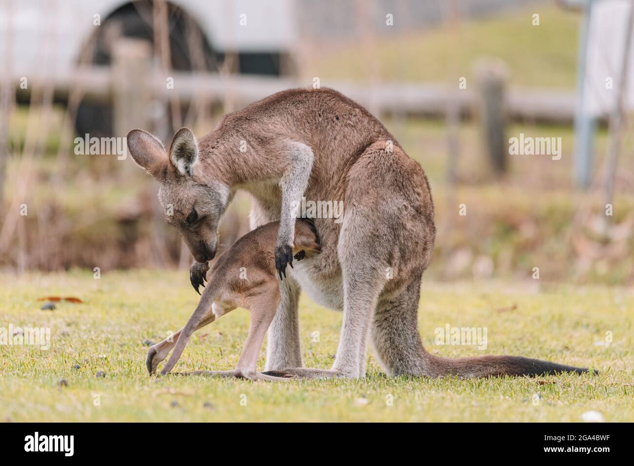 Madre Kangaroo con la sua Joey Foto Stock