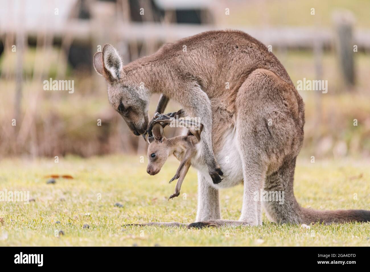 Madre Kangaroo con la sua Joey Foto Stock