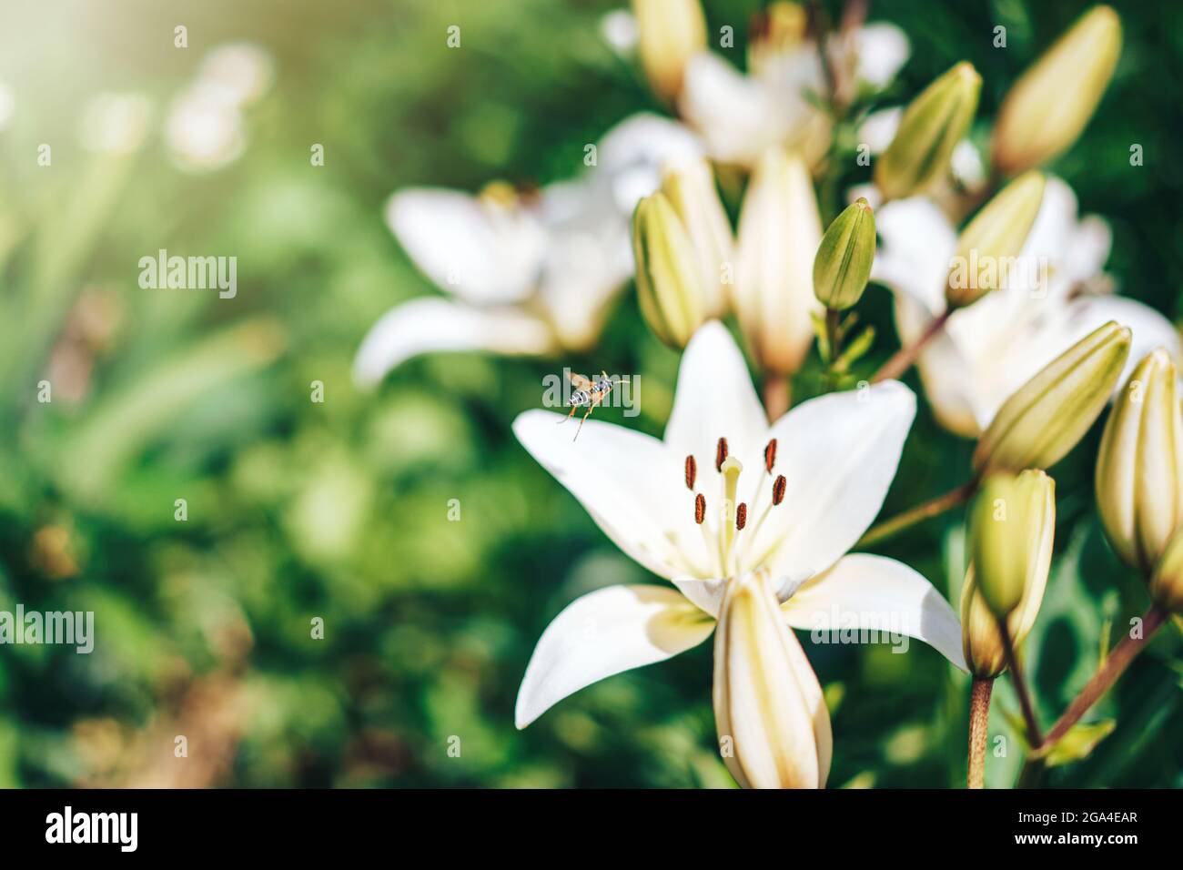 Cespuglio di gigli bianchi in fiore al sole. Foto Stock