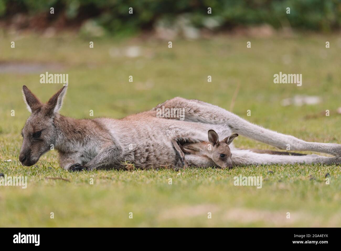 Madre Kangaroo con la sua Joey Foto Stock