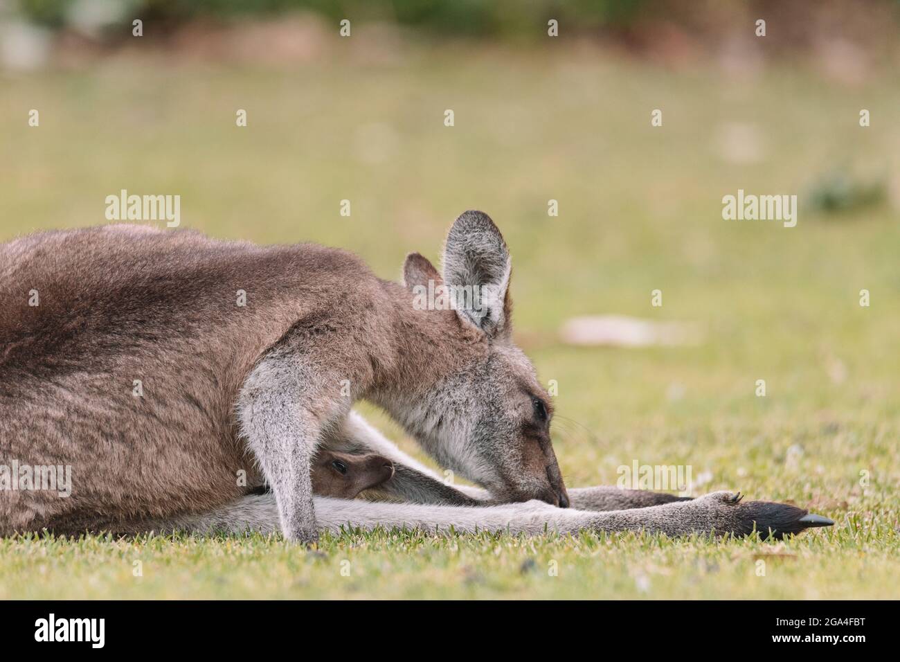 Madre Kangaroo con la sua Joey Foto Stock