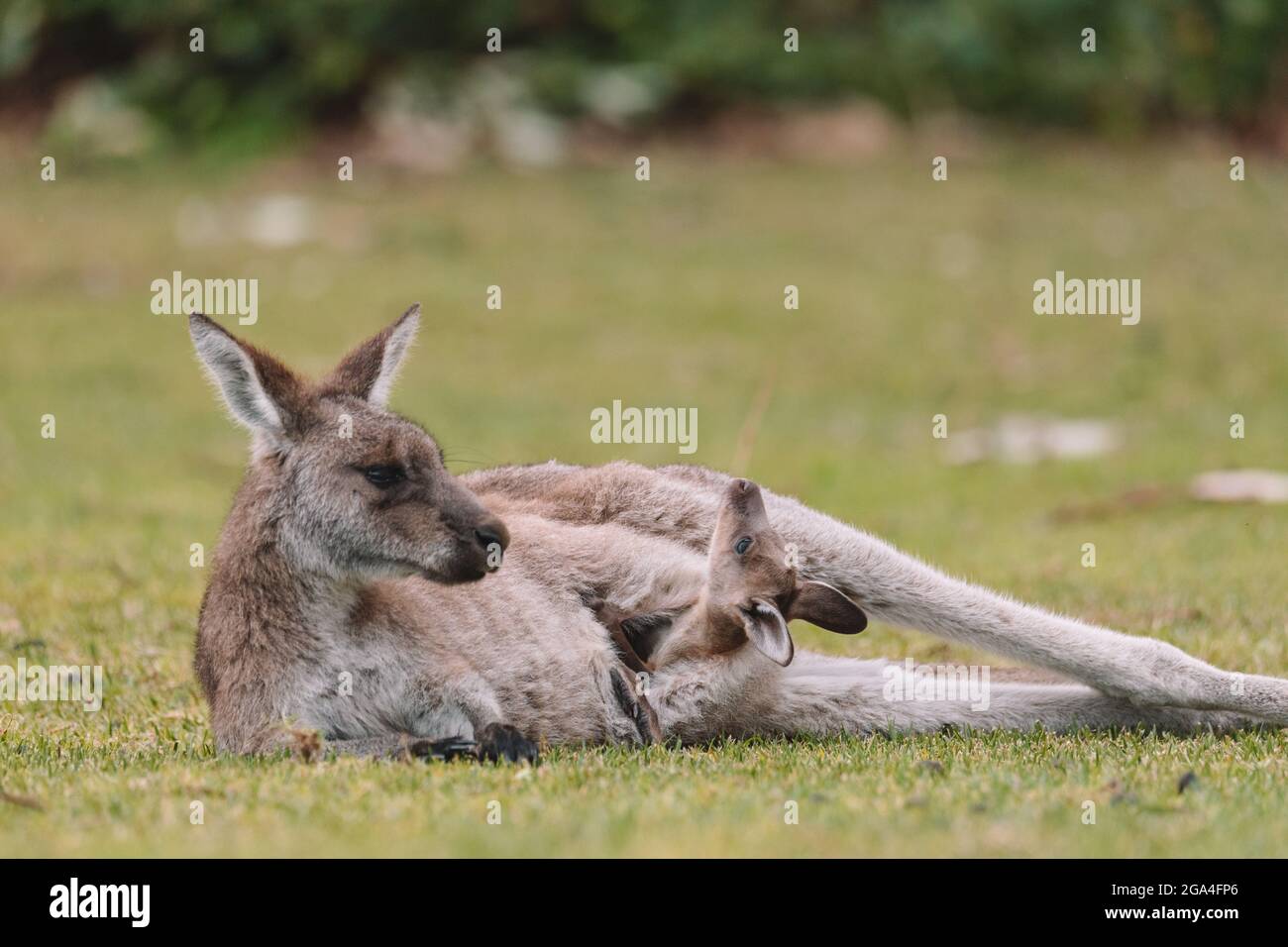 Madre Kangaroo con la sua Joey Foto Stock