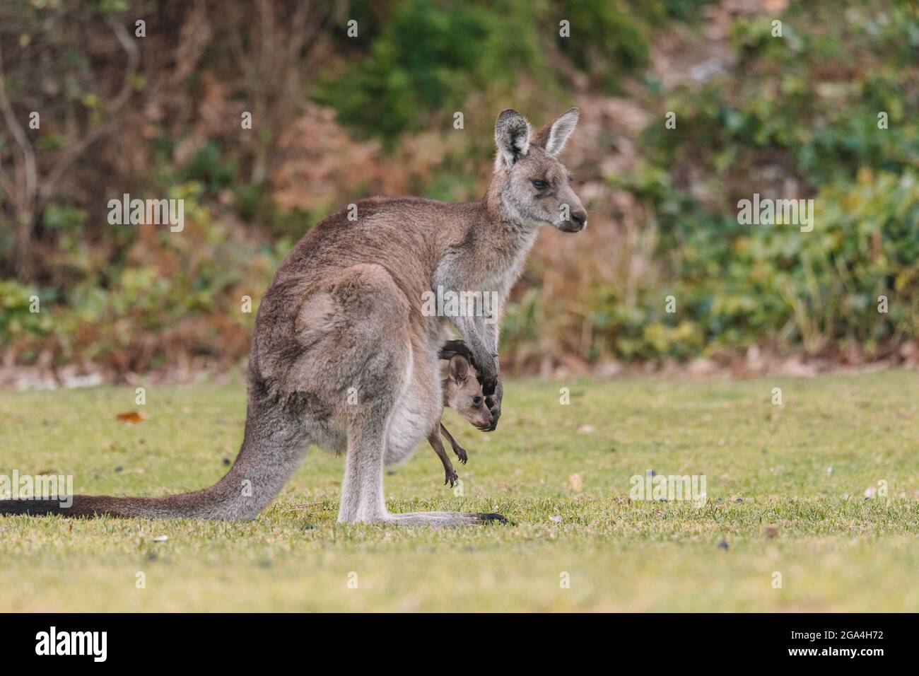 Madre Kangaroo con la sua Joey Foto Stock