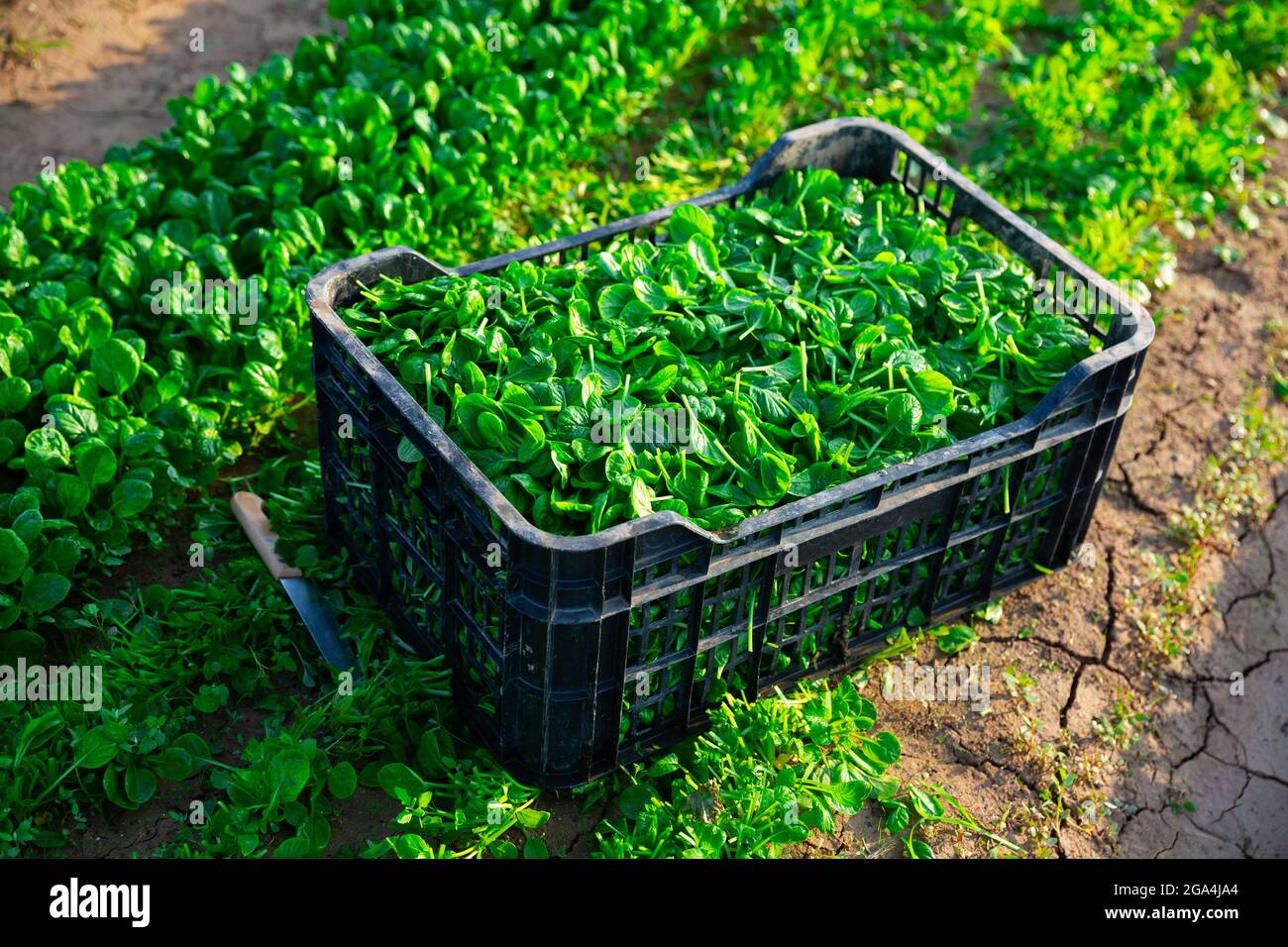 Scatola di insalata di mais verde raccolta su piantagione Foto Stock