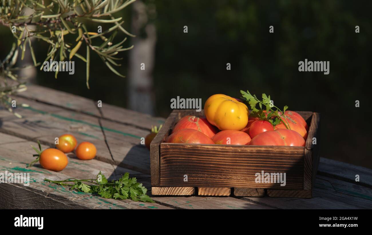 Pomodori nel mercato di strada. Immagini di stock di scatola di pomodoro organico. Raccogliere i pomodori in una scatola di legno Foto Stock