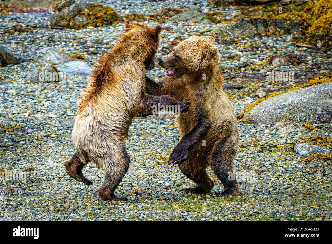 I cuccioli di orso grizzly giocano a combattere lungo la riva durante la bassa marea in Knight Inlet, territorio delle prime Nazioni, British Columbia, Canada Foto Stock