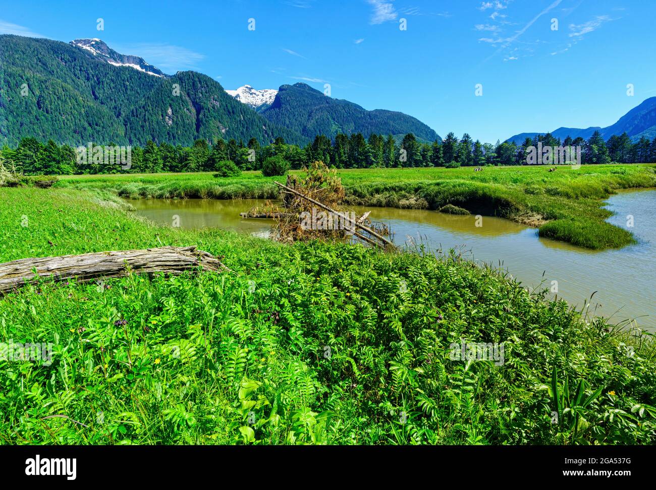 Riva del fiume lungo la Kingcome River Valley nel territorio di Musgmagw Dzawada'enuwx, territorio delle prime Nazioni, British Columbia, Canada Foto Stock