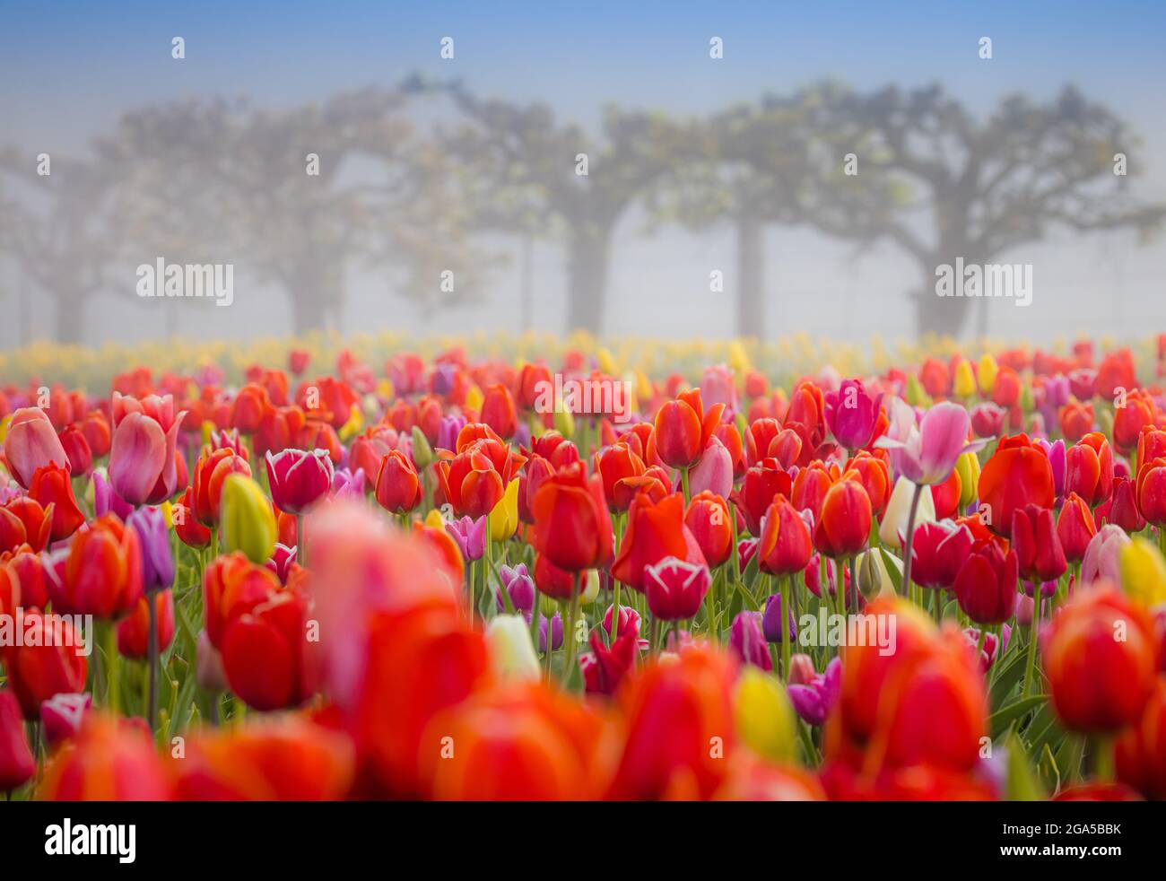 Tulipani a Skagit Valley durante l'annuale Festival dei tulipani a Mount Vernon, Washington Foto Stock