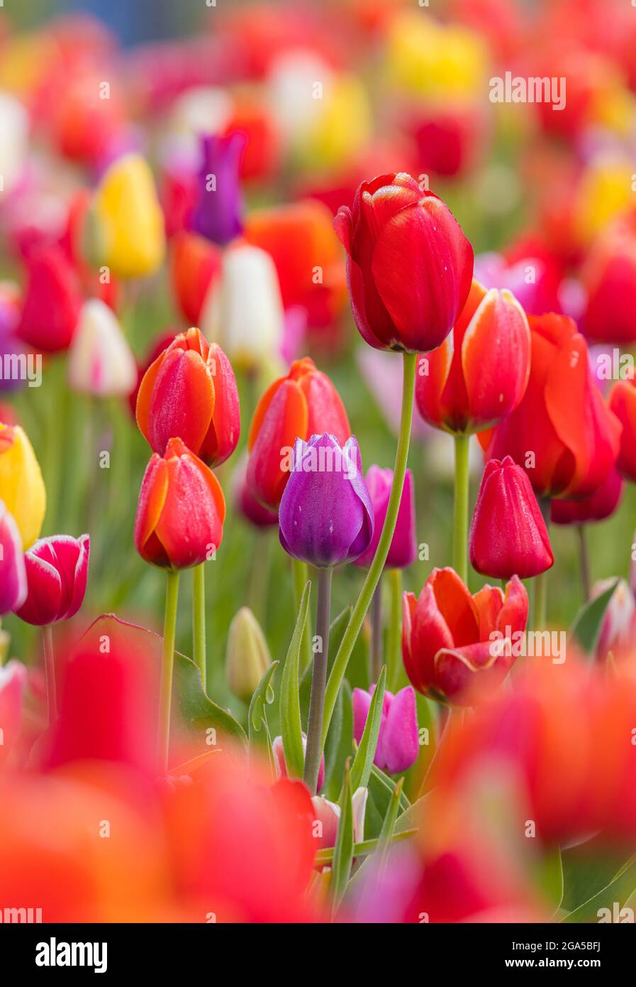 Tulipani a Skagit Valley durante l'annuale Festival dei tulipani a Mount Vernon, Washington Foto Stock