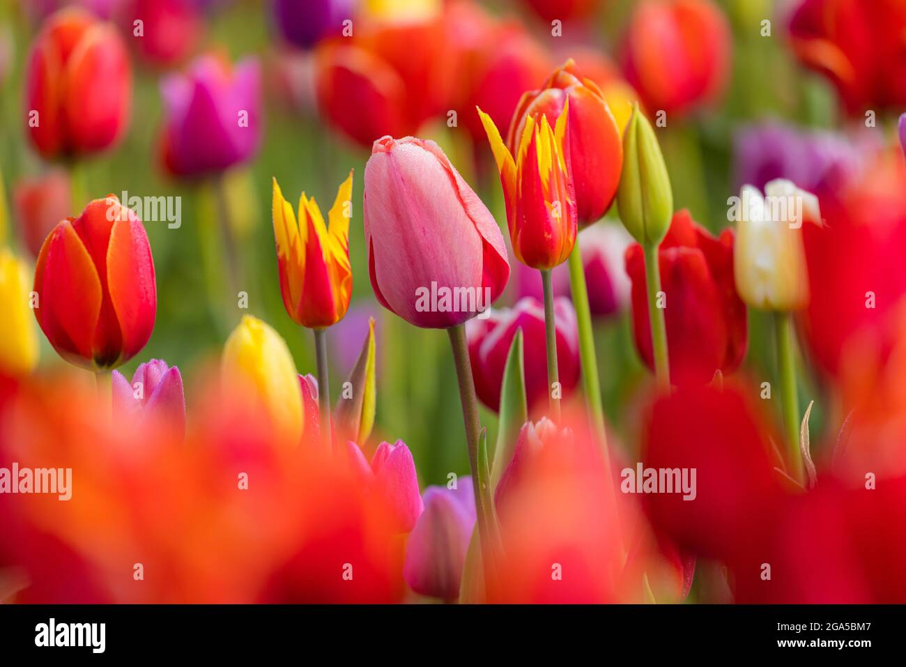Tulipani a Skagit Valley durante l'annuale Festival dei tulipani a Mount Vernon, Washington Foto Stock