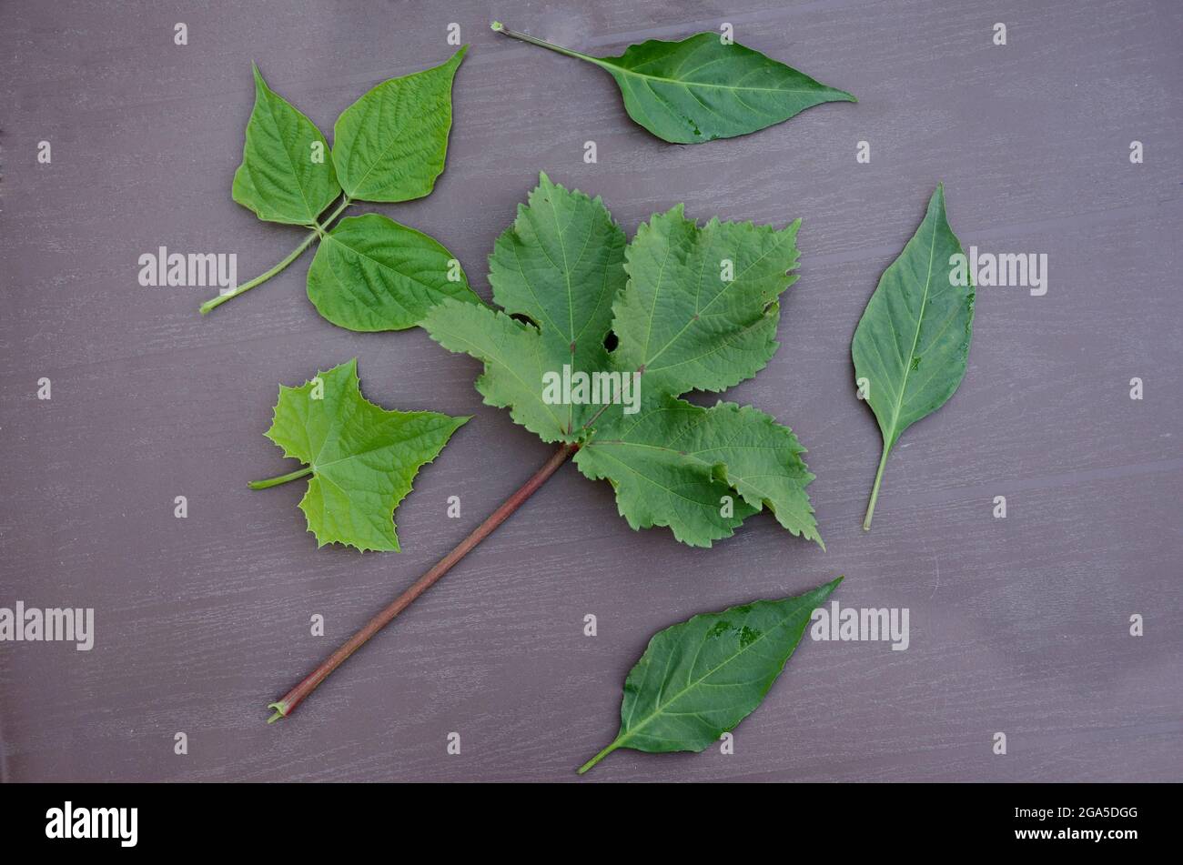 closeup il mazzetto maturo verde freddo, fagioli, cetriolo, foglie di ladyfinger con ramo su sfondo marrone fuori fuoco. Foto Stock