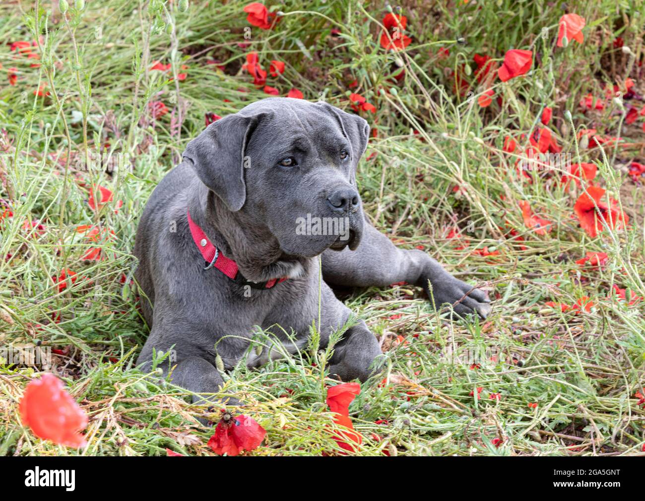 il mastice italiano cucciolo è stato deposto in un campo di papaveri Foto Stock