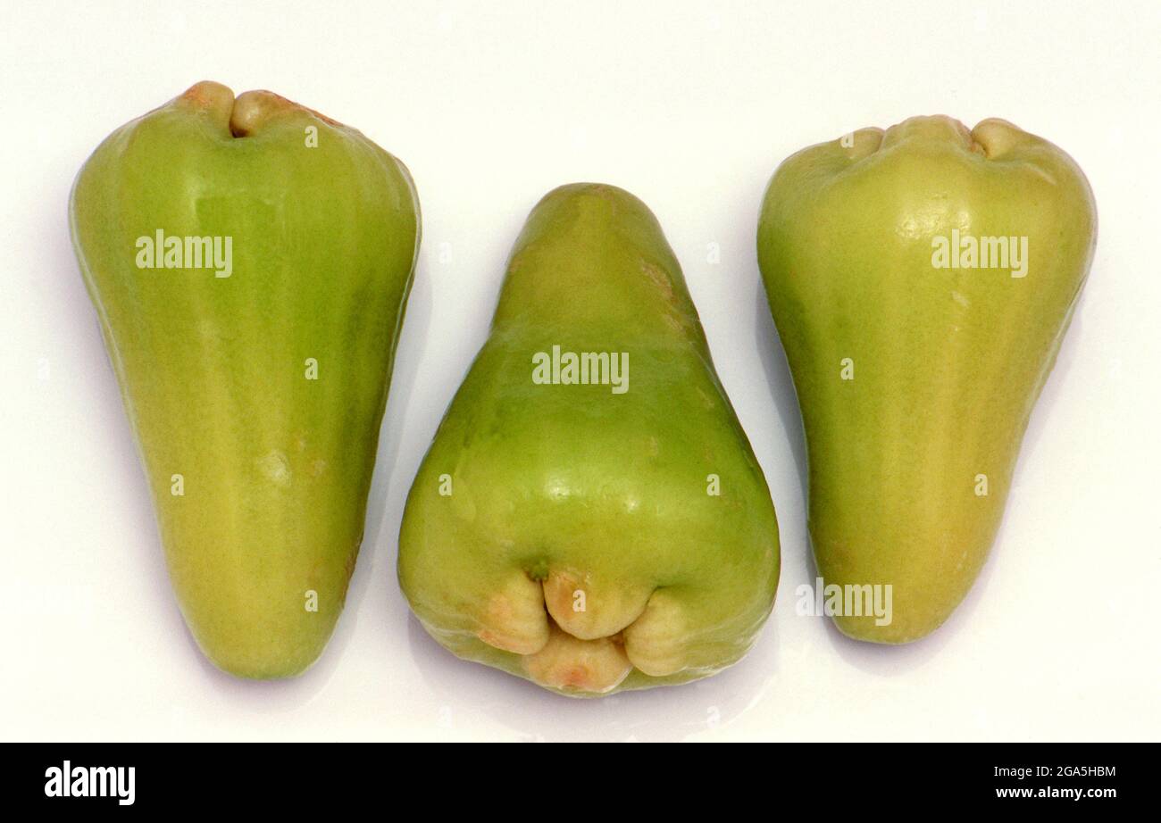 Mondo: Le mele di rosa (Syzygium jambos) sono originarie del Sud-est asiatico, ma ora sono cresciute ampiamente in tutti i continenti tranne Antartica. Ricco di vitamina C, il frutto può essere consumato crudo o utilizzato in varie ricette regionali. Nei paesi del sud-est asiatico, la frutta di mela di rosa viene spesso servita con zucchero speziato. Foto Stock