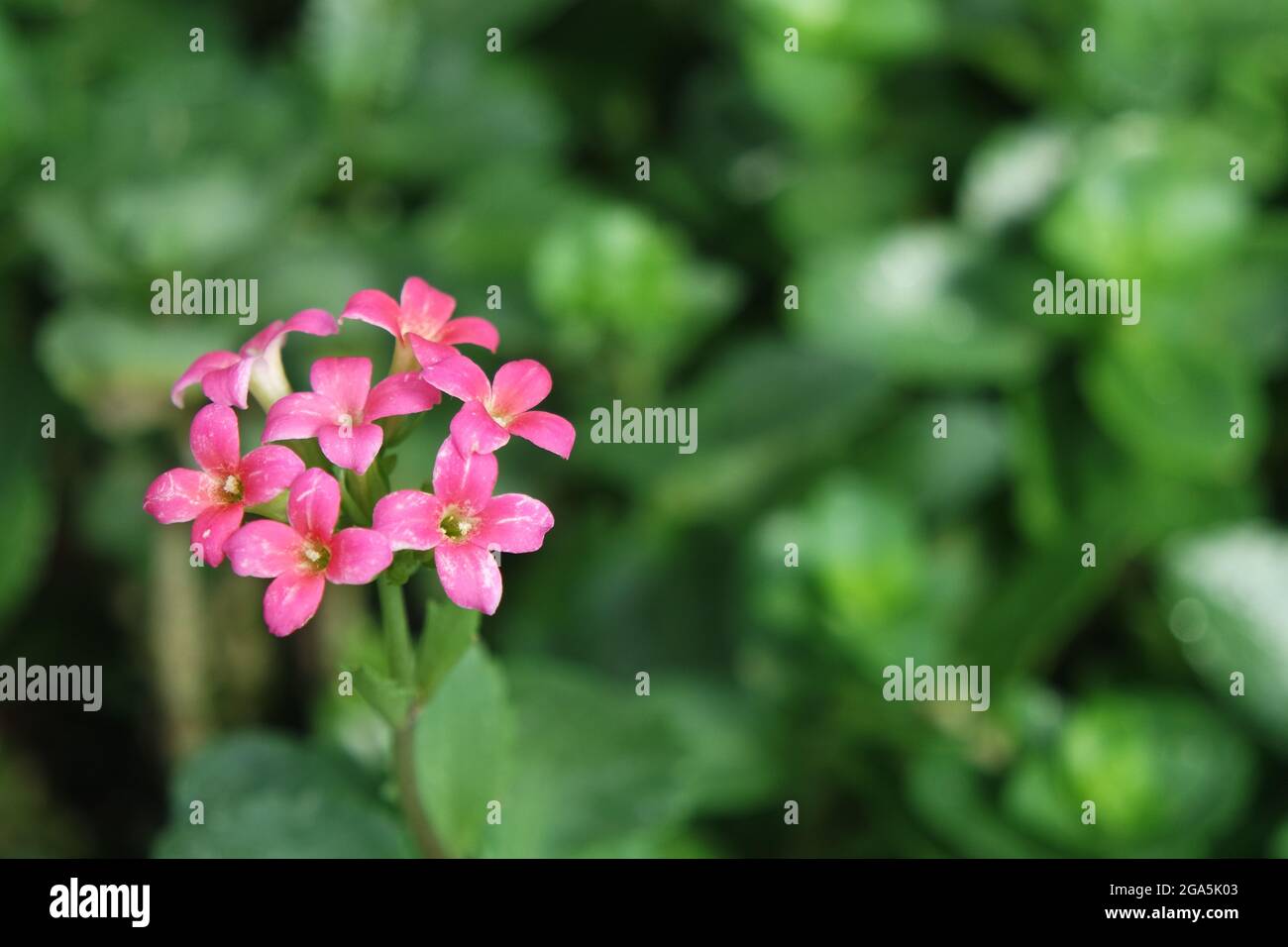 Fiori minuscoli rosa con foglie verdi sfondo Foto Stock