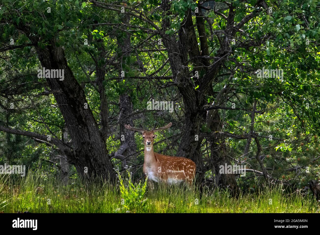 Daino europeo cervo maschio o comune daino visto dal sentiero tra i laghi di Sant Maurici e Ratera, in un pomeriggio primaverile Aiguestortes i Sant ma Foto Stock