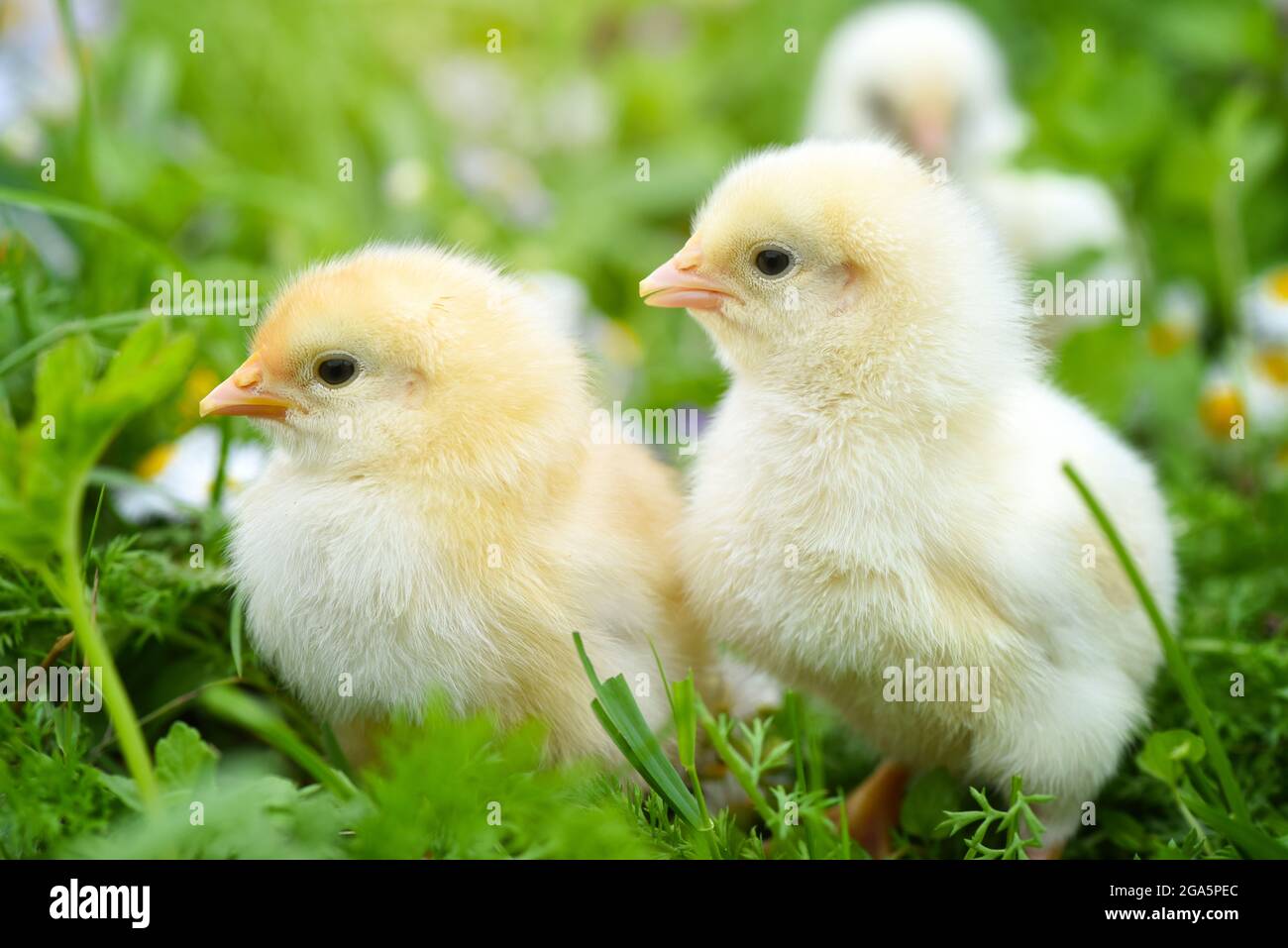 Polli piccoli su erba verde con margherite Foto Stock