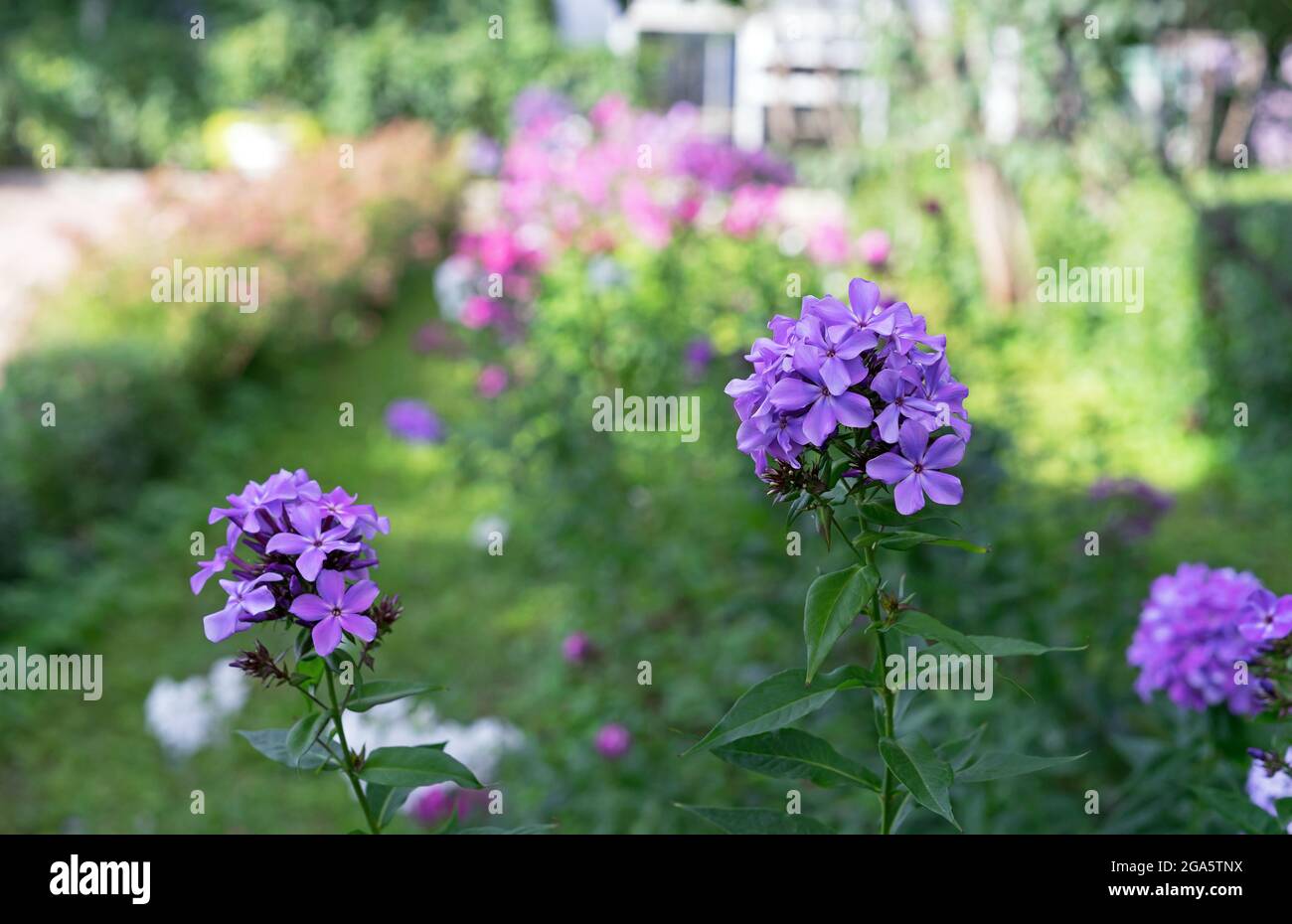 Paniculata flox viola in fiore nel giardino estivo. Foto Stock