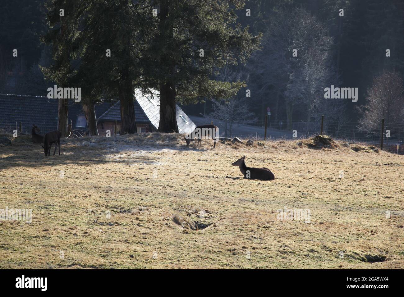 Grandi animali sul pascolo in estate Foto Stock