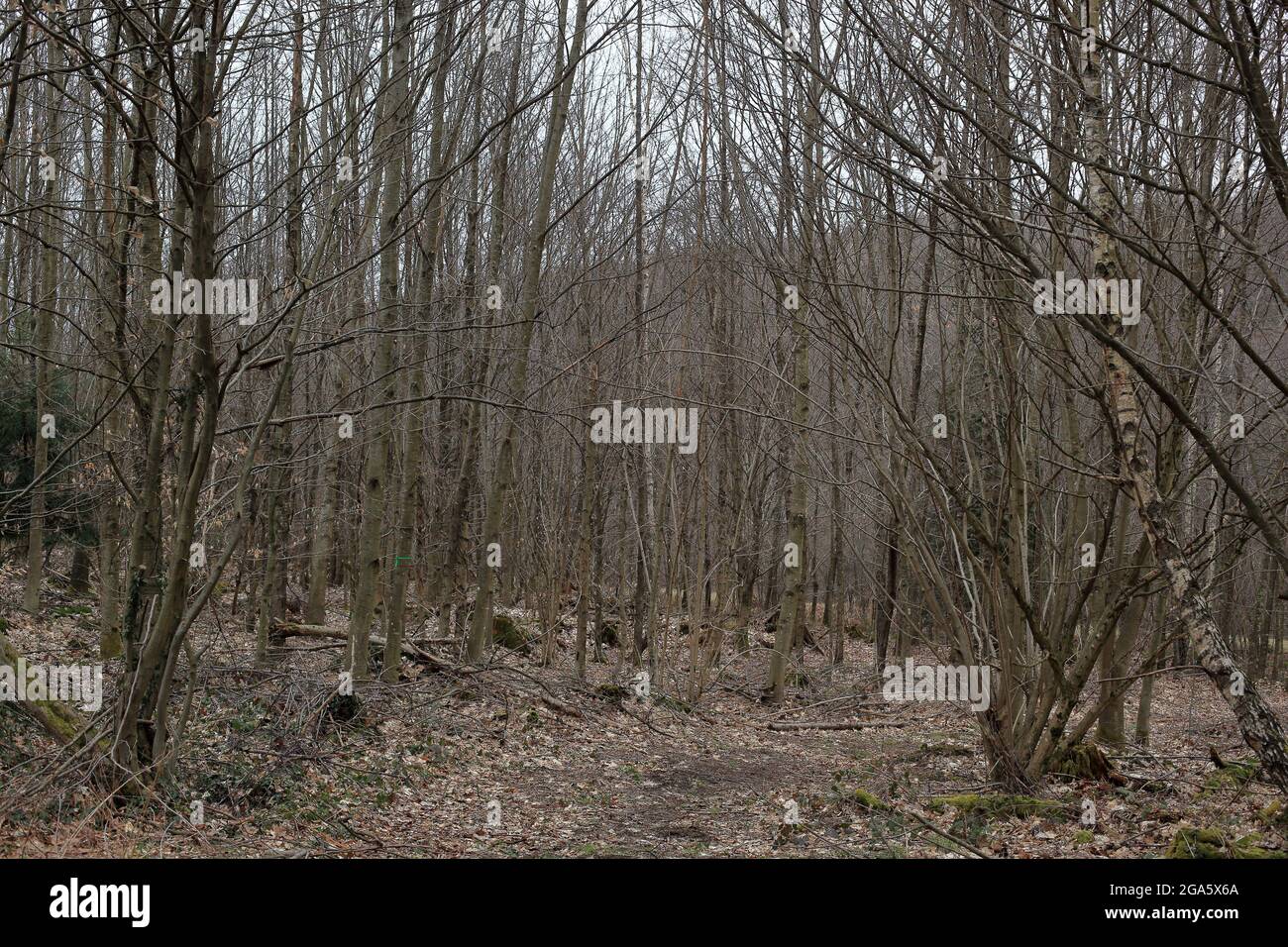 Alberi sottili e il terreno coperto di foglie secche nel mezzo della Foresta Nera vicino Baden-Baden Foto Stock