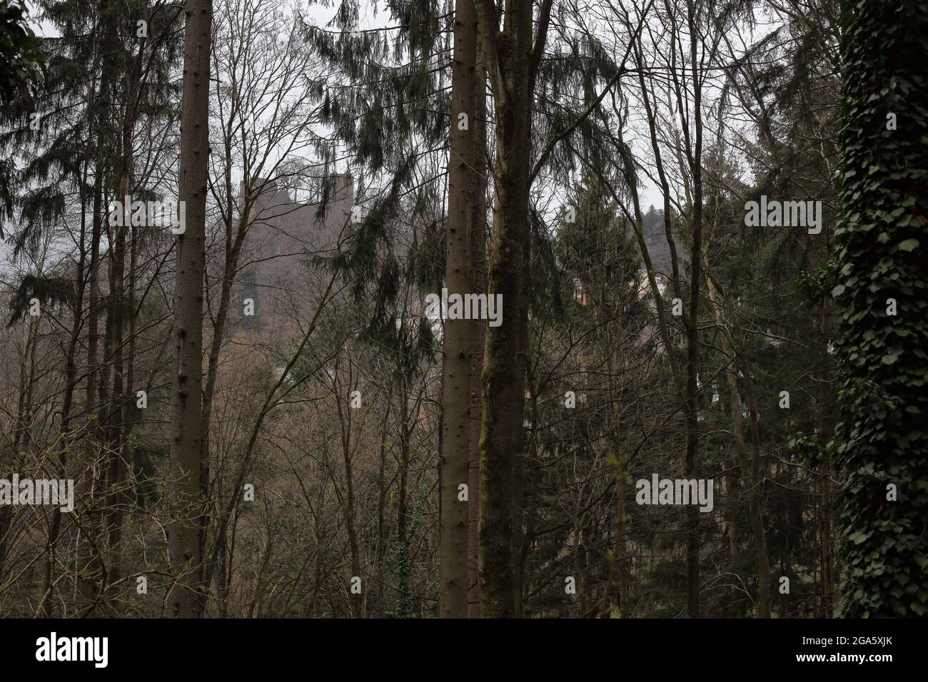 Vista dalla Foresta Nera su una chiesa nel villaggio. Alberi senza frondoli e abeti. Foto Stock