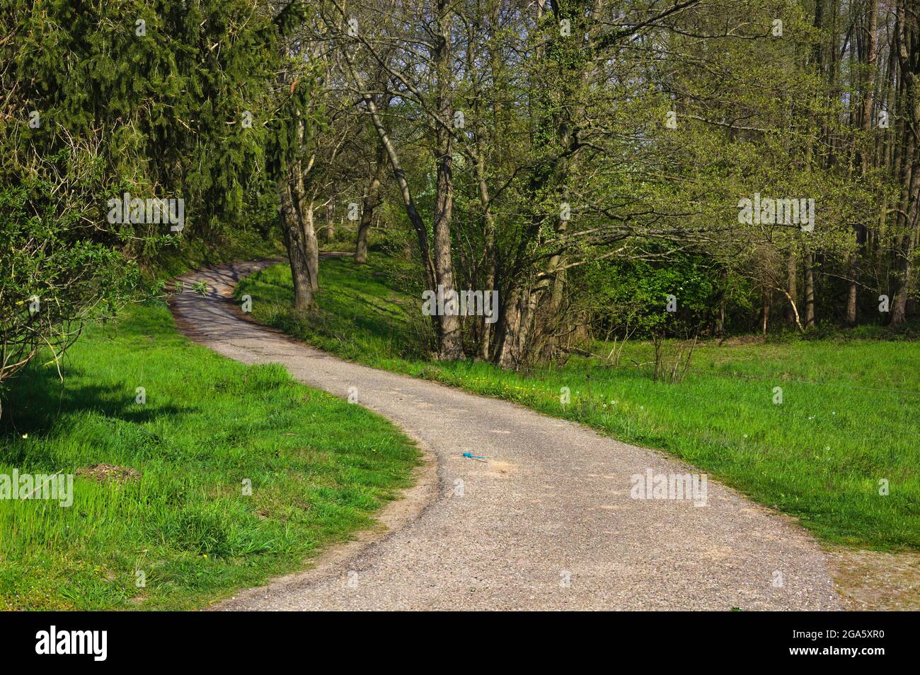 Sentiero asfaltato nella foresta. Prato verde, alberi e abeti. Foto Stock