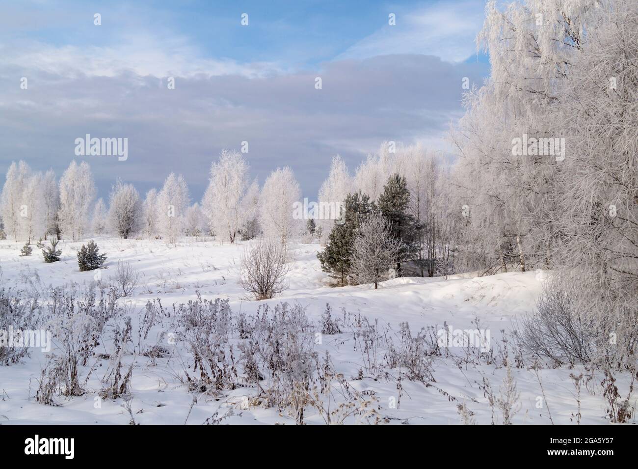 Il paesaggio rurale durante la stagione invernale su sfondo cielo blu con nuvola. Lo sfondo naturale. Bellezza in natura Foto Stock