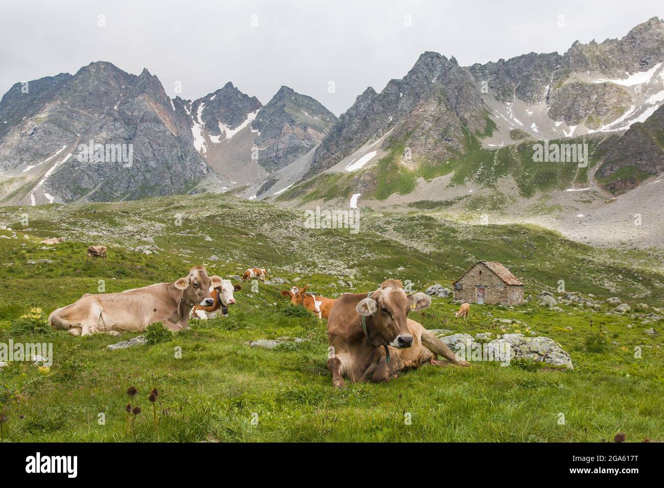 Mucche in alta montagna pascoli alpini, Val Formazza, Piemonte, Italia Foto Stock