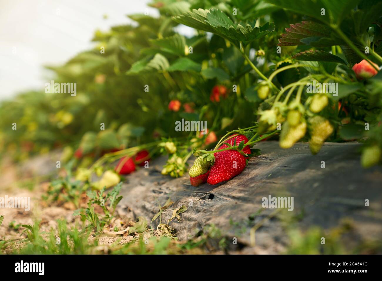 Primo piano di fragole biologiche mature rosse sulla pianta in serra moderna. Concetto di deliziosi frutti di bosco fresco crescere nel giardino sul cespuglio. Foto Stock