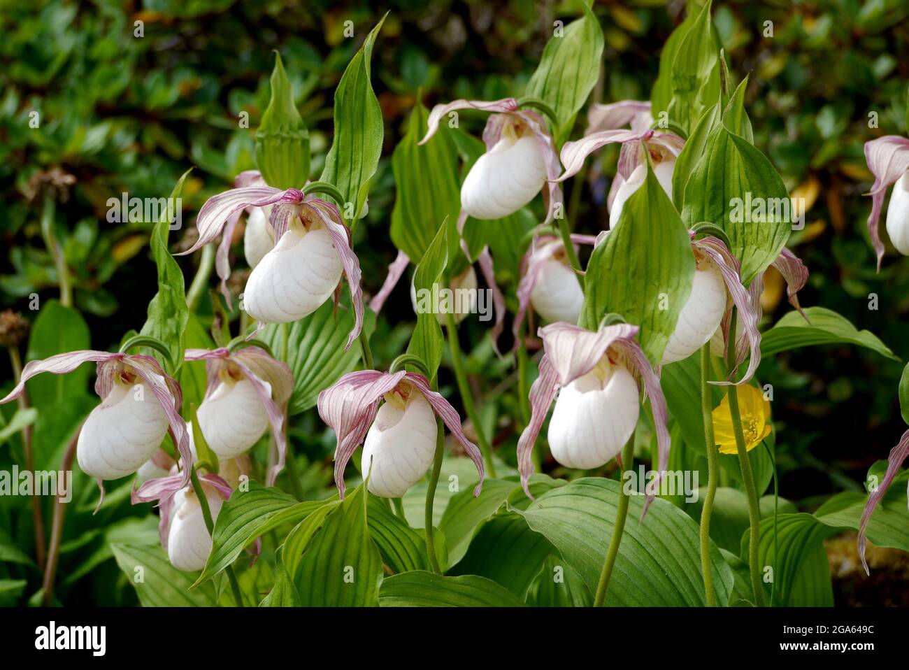 White Cypripedium Reginae (Showy Lady's Slipper Orchids) coltivato nella Casa Alpina a RHS Garden Harlow Carr, Harrogate, Yorkshire, Inghilterra, Regno Unito. Foto Stock