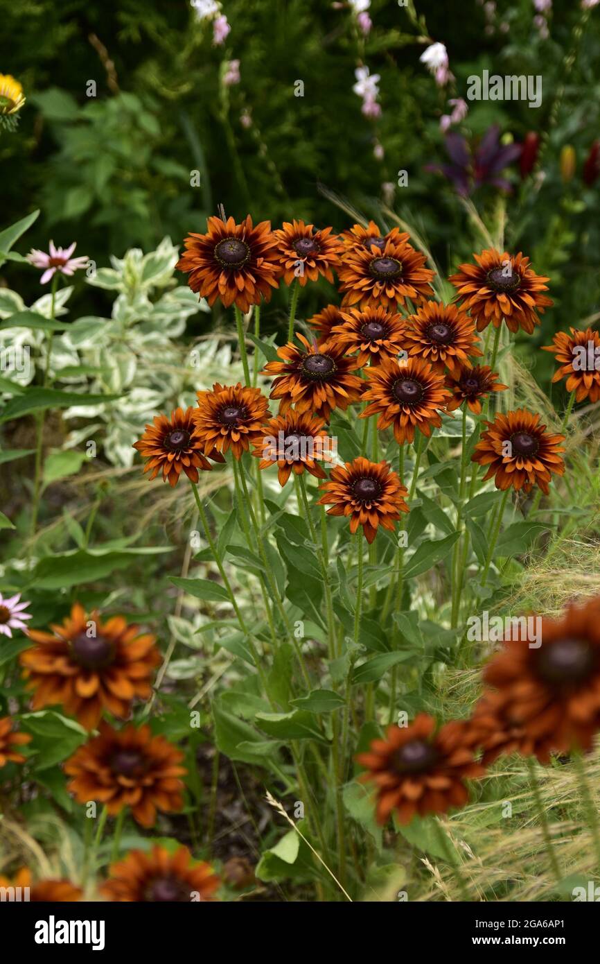 Fiori estivi in fiore, gigli, echinacea, rudbeckia in giardino su un letto estivo, in una giornata luminosa e calda. Foto Stock