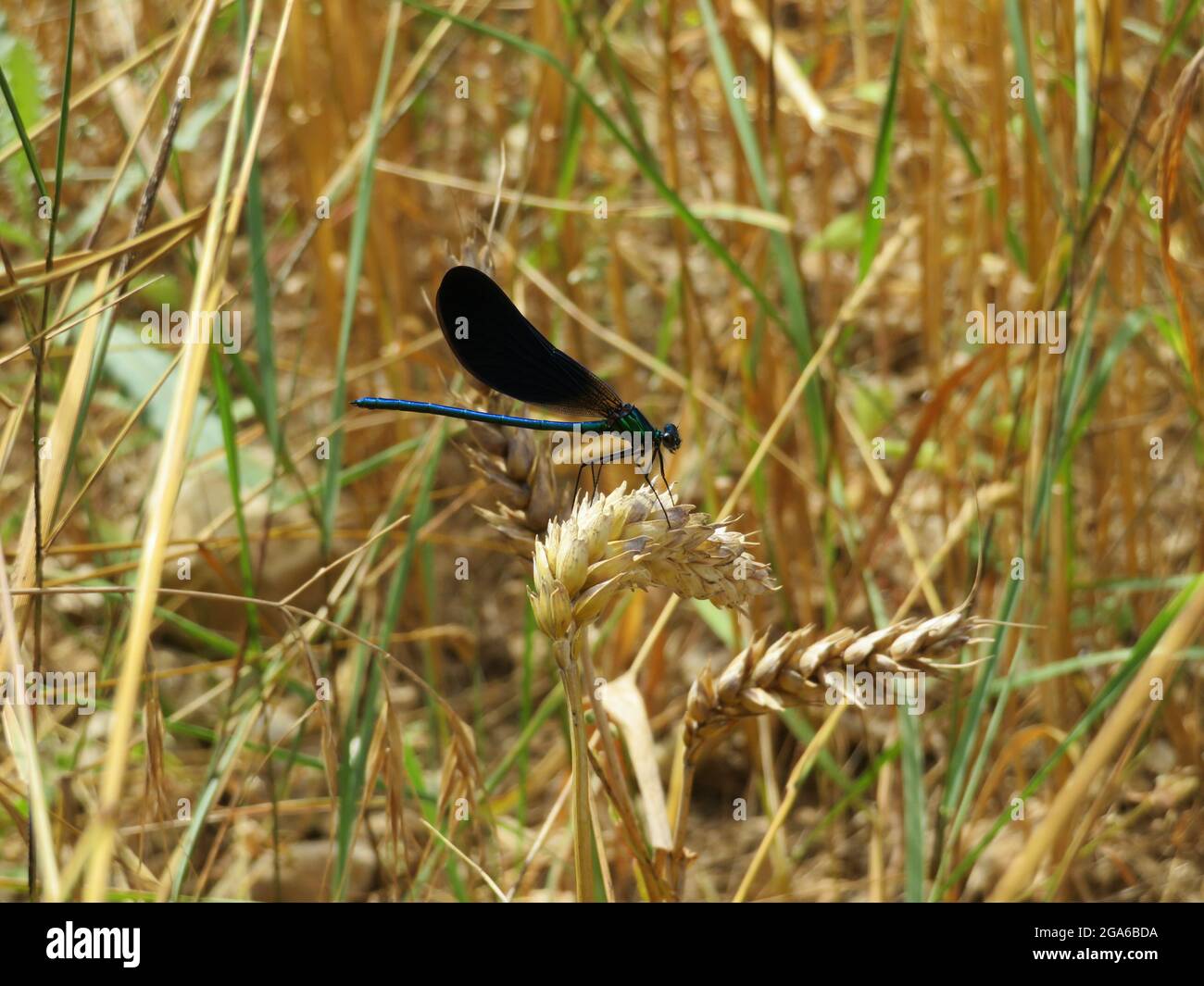 Damselfly con ali nere in una pianta Foto Stock