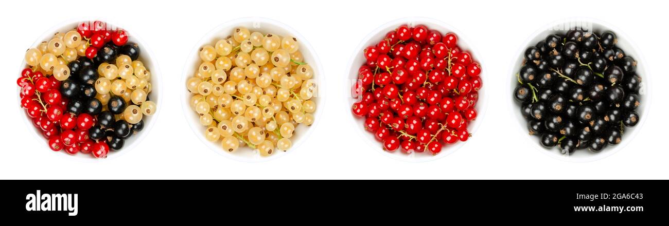 Bacche di ribes bianco, rosso e nero in ciotole bianche. Ribes bianco, ribes rosso e bacche di ribes nero. Frutta fresca matura e dolce sferica. Foto Stock