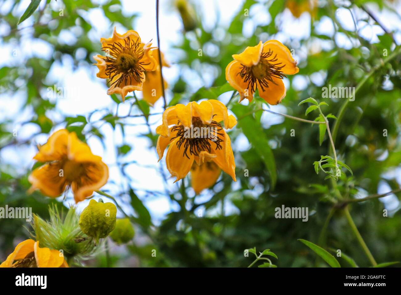 I fiori gialli e le teste di serie lanuginose di Clematis Tangutica 'Bill Mackenzie', Inghilterra, Regno Unito Foto Stock