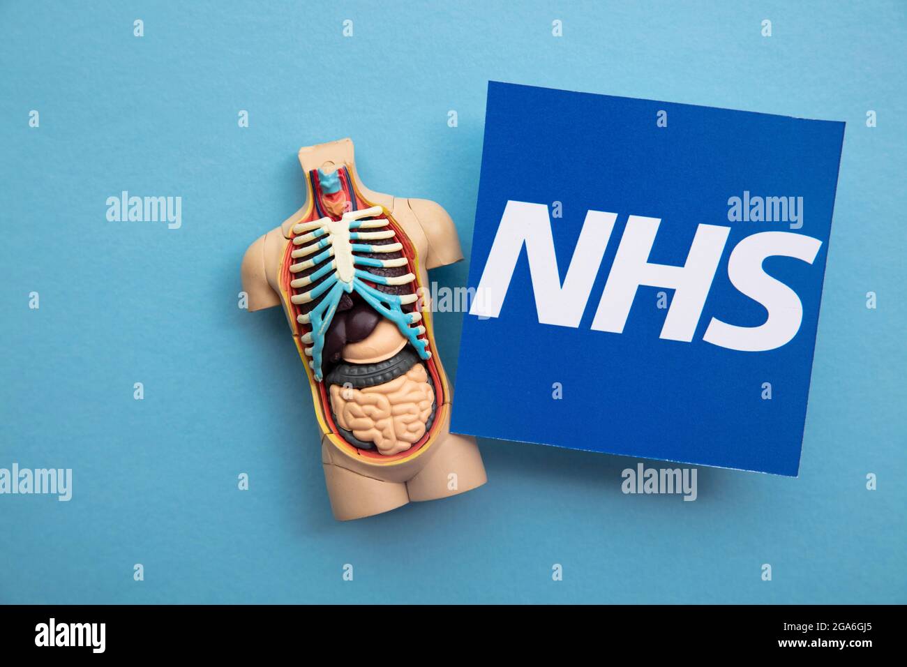 LONDRA, UK - Luglio 2021: Logo NHS National Health Service con modello anatomico Foto Stock