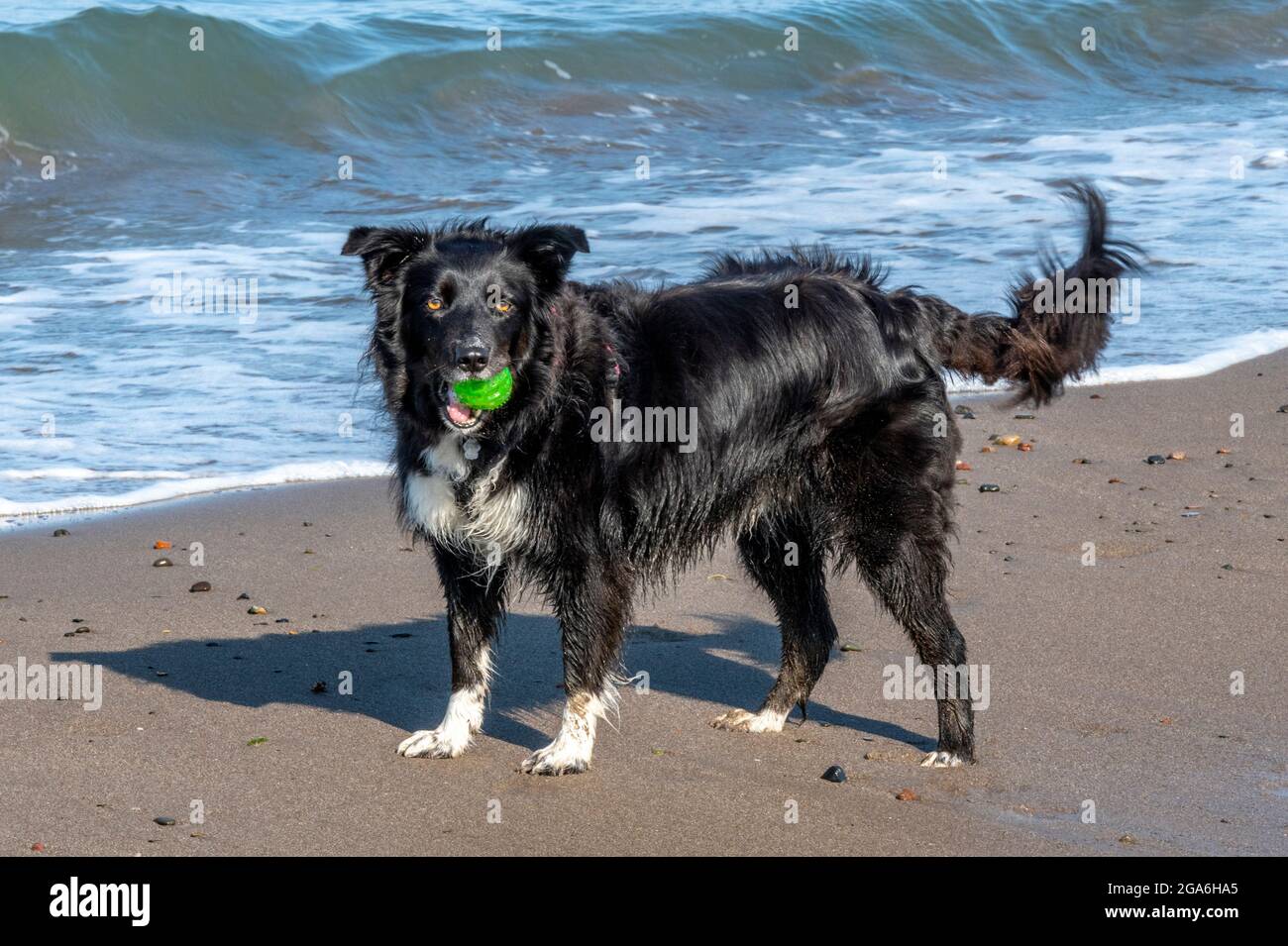 border collie cane razza con palla da tennis in bocca in attesa del proprietario di giocare sulla spiaggia a girvan in ayrshire, scozia. Foto Stock