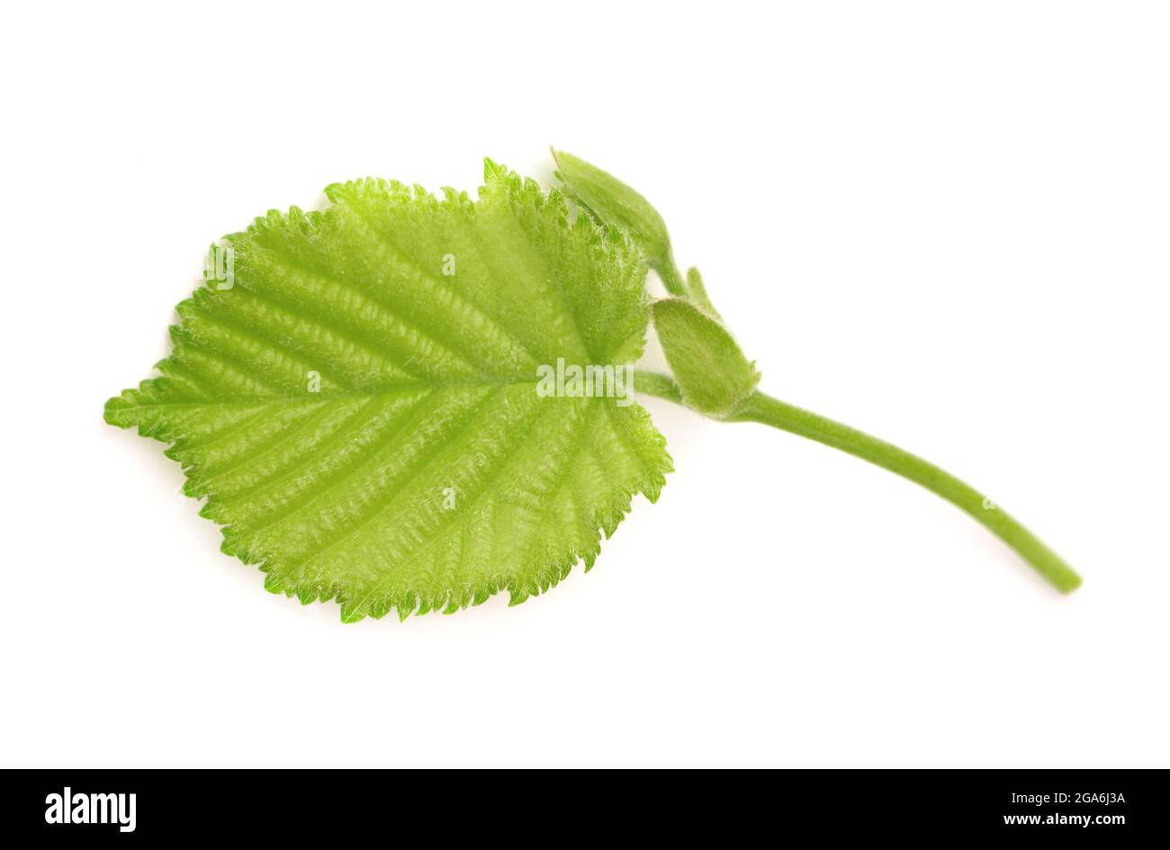 Foglie di nocciola verde isolate su sfondo bianco. Foglia di nocciolo verde fresco. Foto Stock