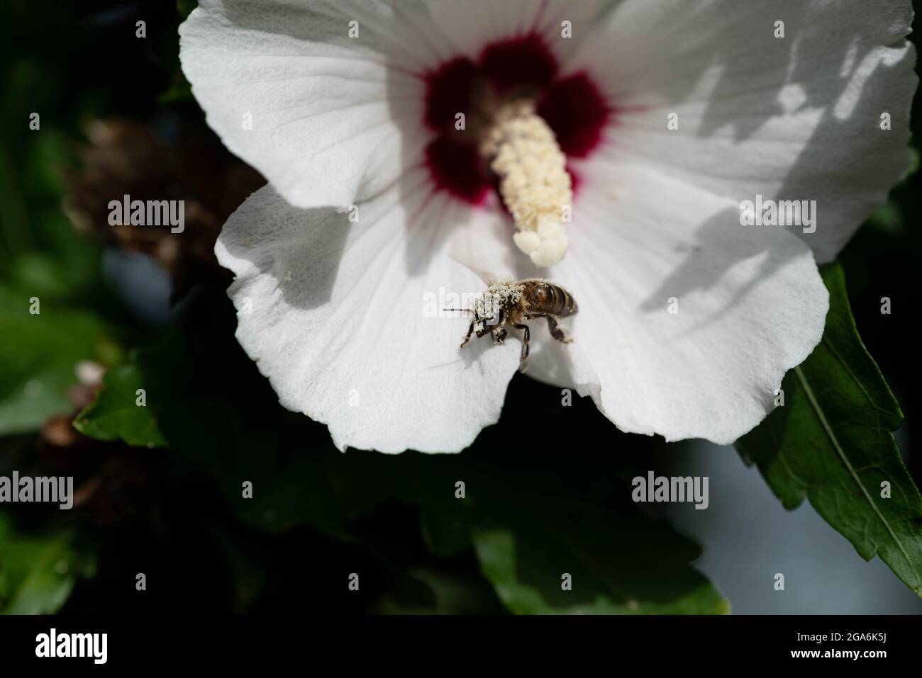 Api che raccolgono polline da fiori di grandi dimensioni. Insetti di lavoro su una scala macro. Foto Stock
