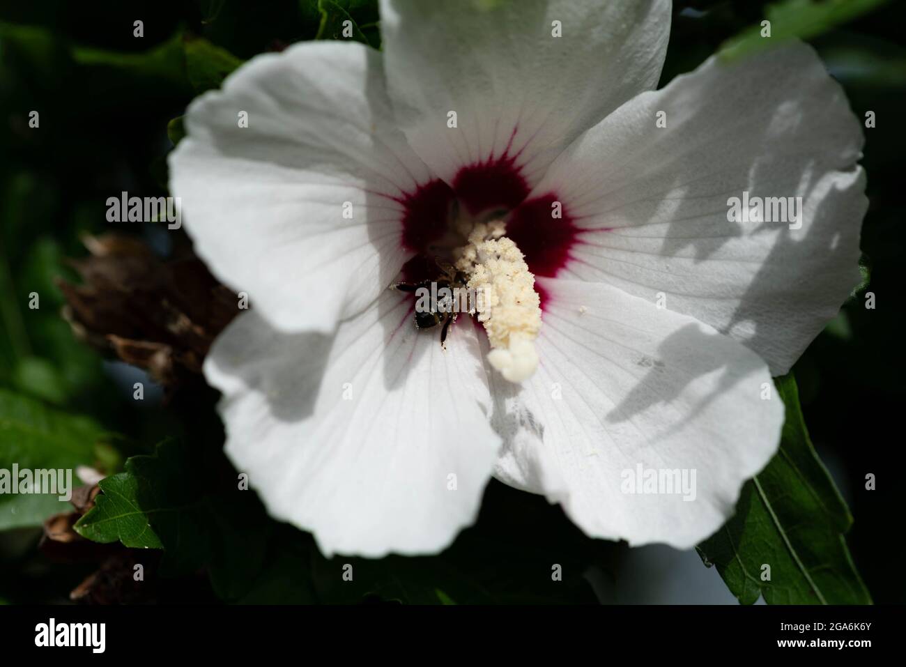 Api che raccolgono polline da fiori di grandi dimensioni. Insetti di lavoro su una scala macro. Foto Stock