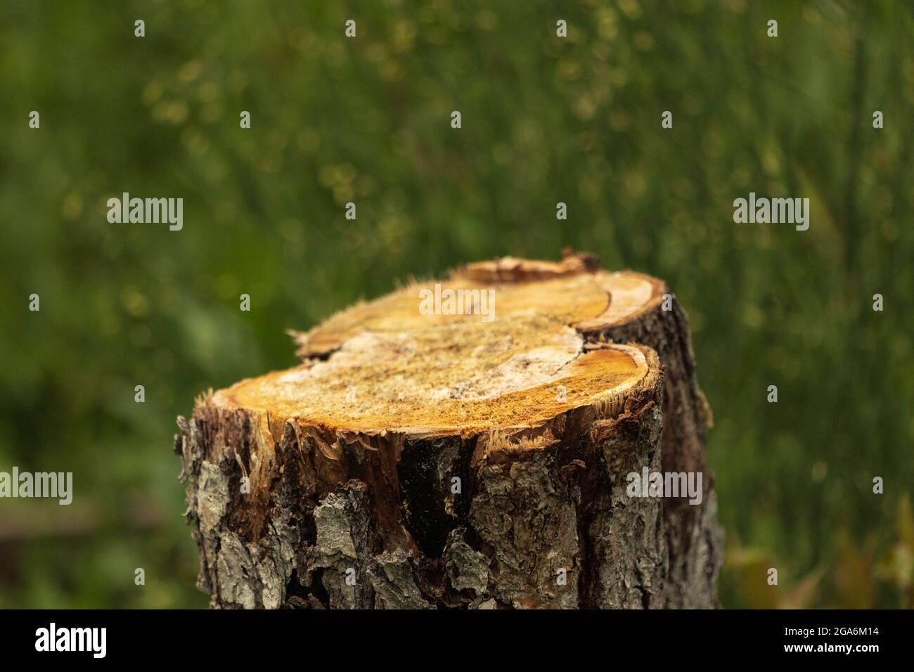 Moncone, da un albero segato, tra l'erba. La foto è stata scattata a Chelyabinsk, Russia. Foto Stock