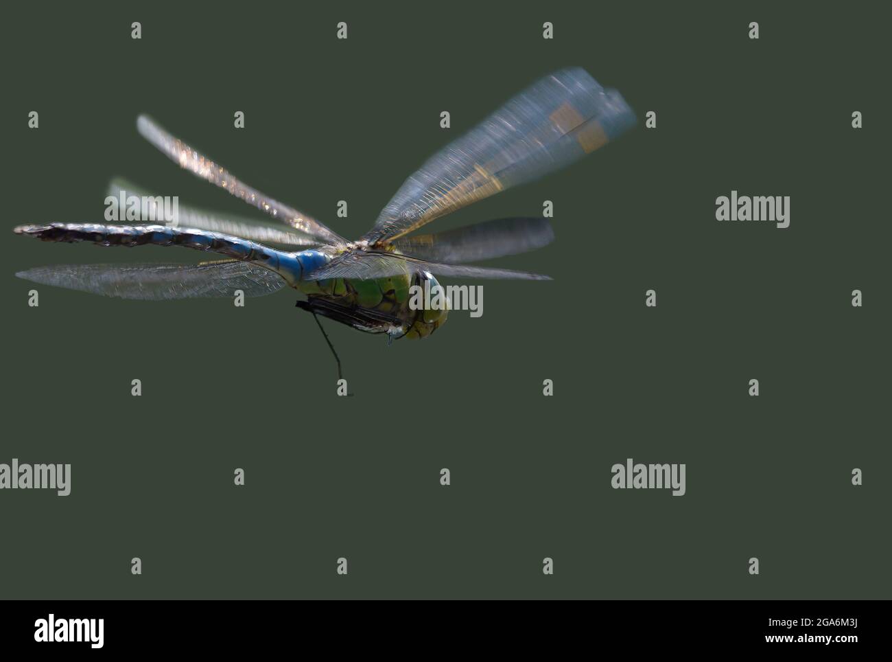 dragonfly in volo in primo piano Foto Stock