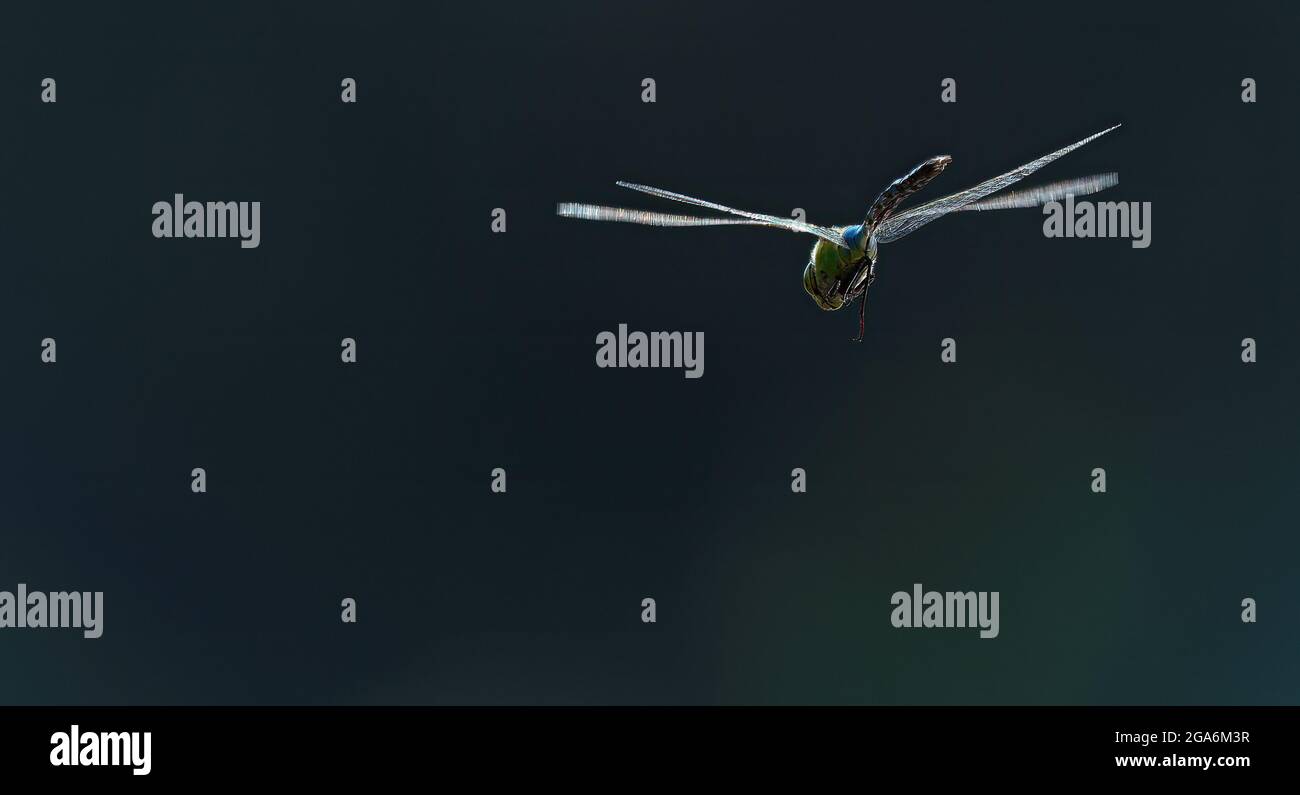 dragonfly in volo in primo piano Foto Stock