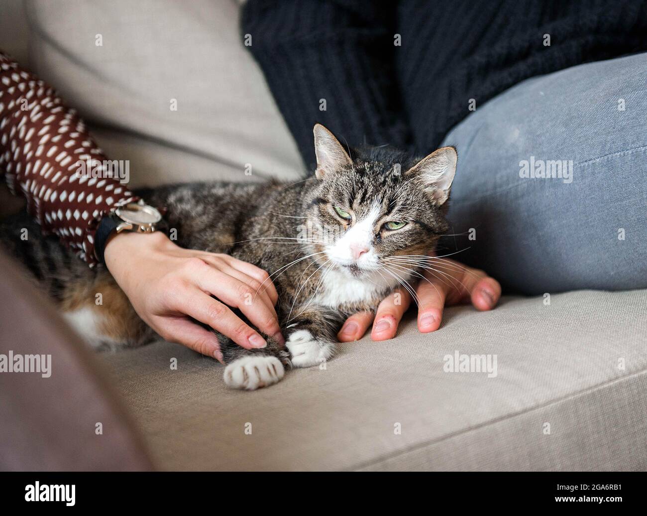 Giovane famiglia con gatto domestico e tazza da tè sul divano a casa Foto Stock