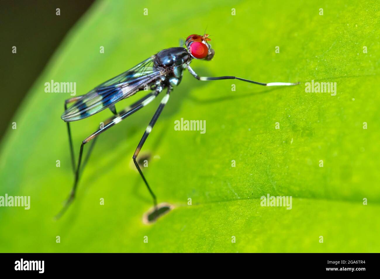 Tropical Fly, Diptera, Tropical Rainforest, Marino Ballena National Park, Uvita de Osa, Puntarenas, Costa Rica, America Centrale, America Foto Stock
