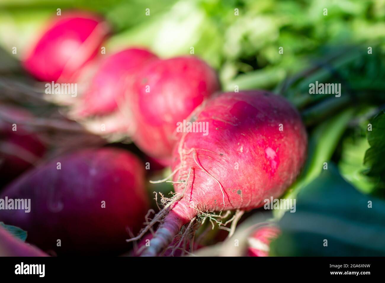 Un mucchio di verdure esotiche molto deliziose, ravanello in una drogheria. Foto di alta qualità Foto Stock