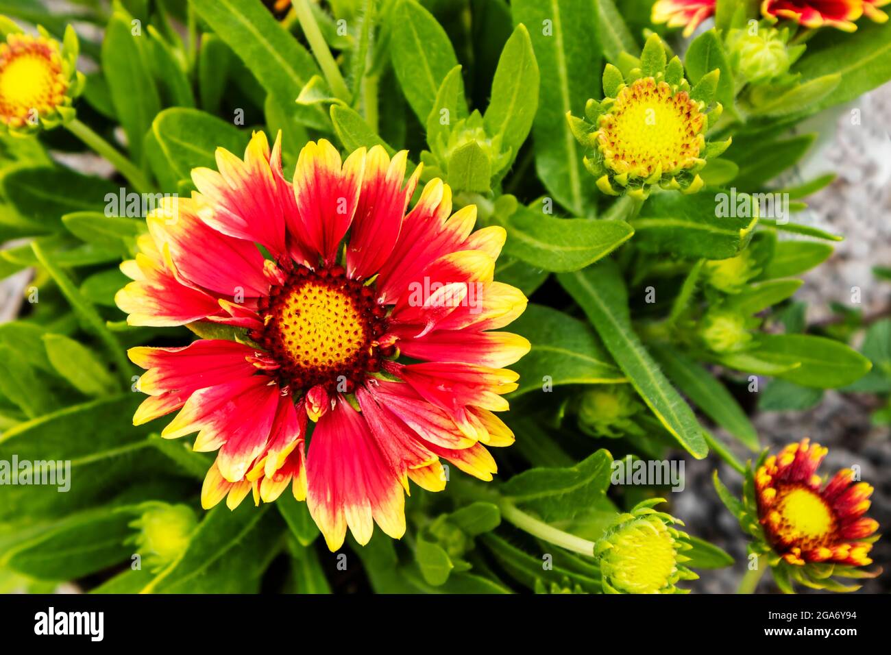 Testa gialla e arancione e gemme della pianta fiorita di Gaillardia. Foto Stock