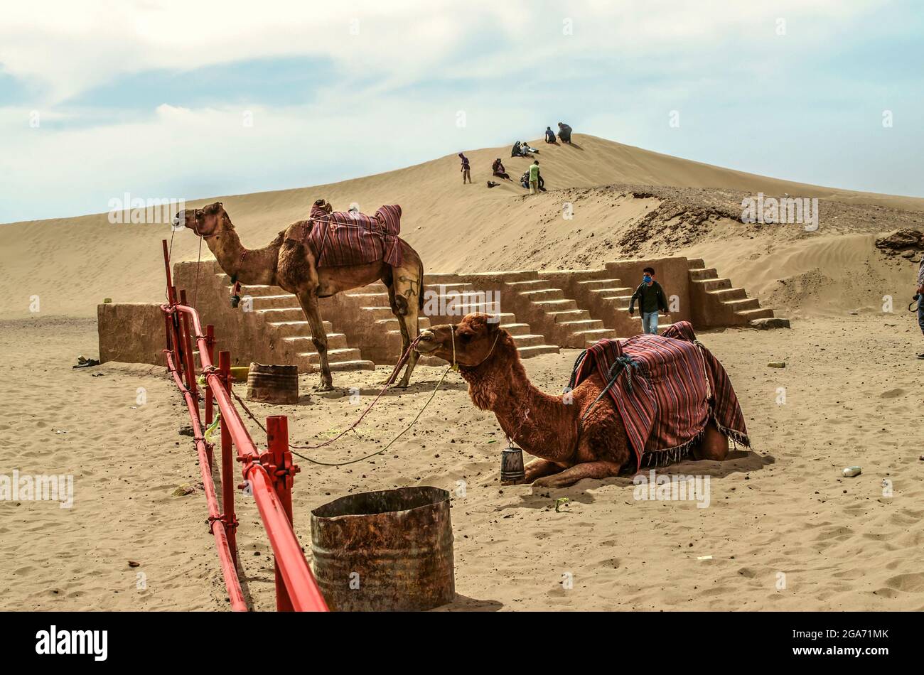 Yazd, Desert, Iran, febbraio 20,2021: Animali stanchi stanno riposando, un cammello si alza, l'altro si trova in una voliera sullo sfondo di una collina sabbiosa wh Foto Stock