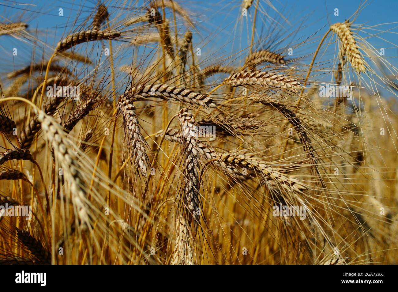 Orecchie in un campo di emmer. Foto Stock